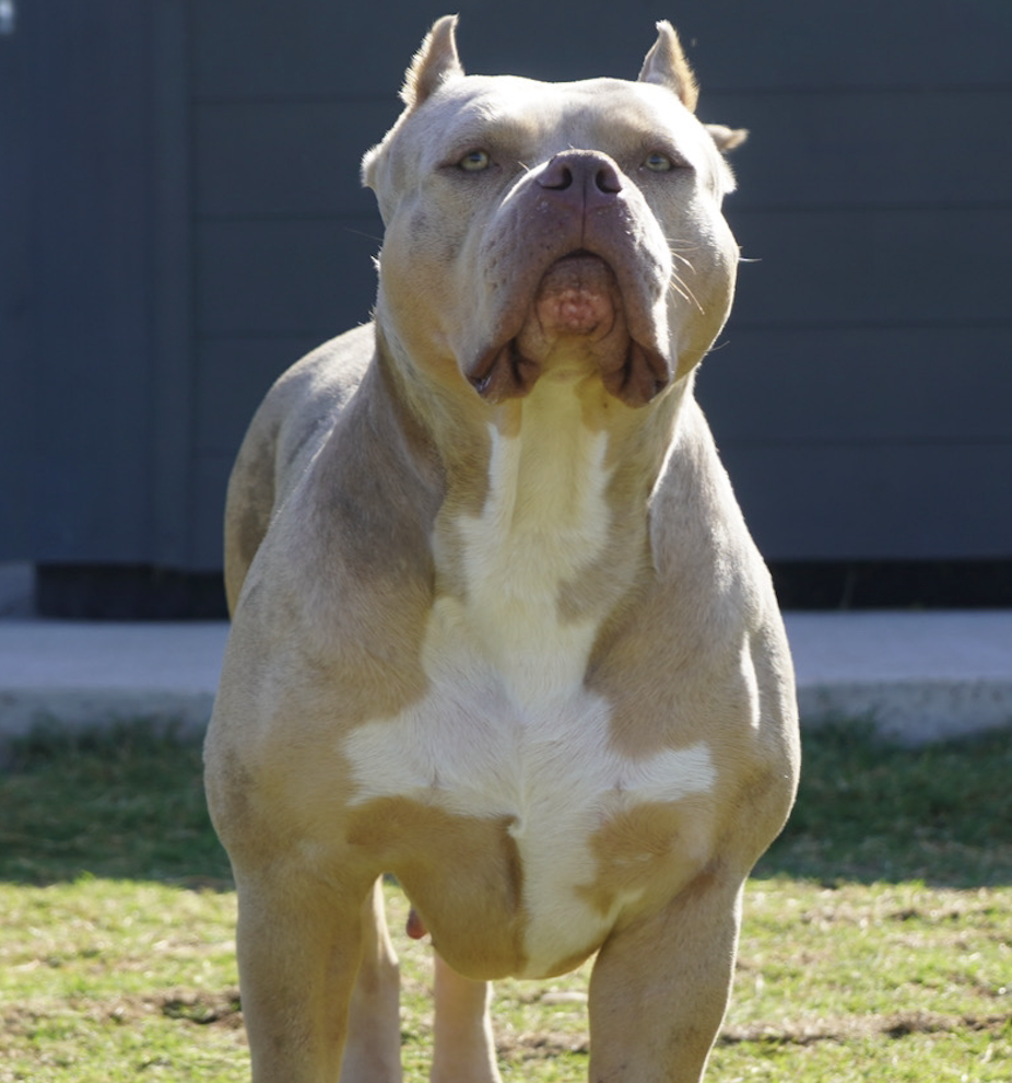Dog Featured Image